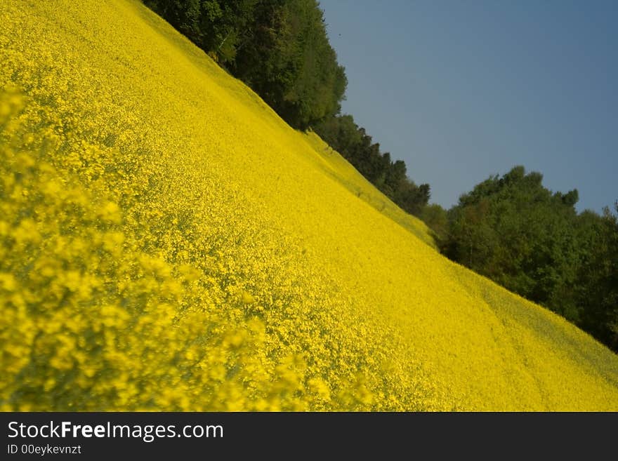 Yellow field