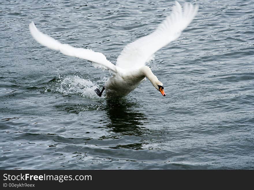 Swan Taking Off