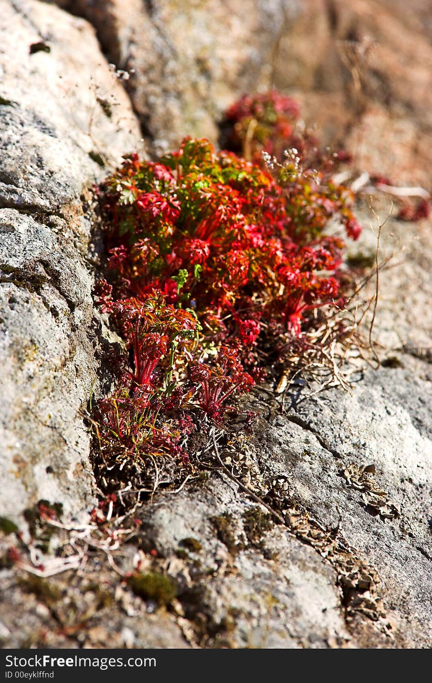 Rock Plants (Norway)