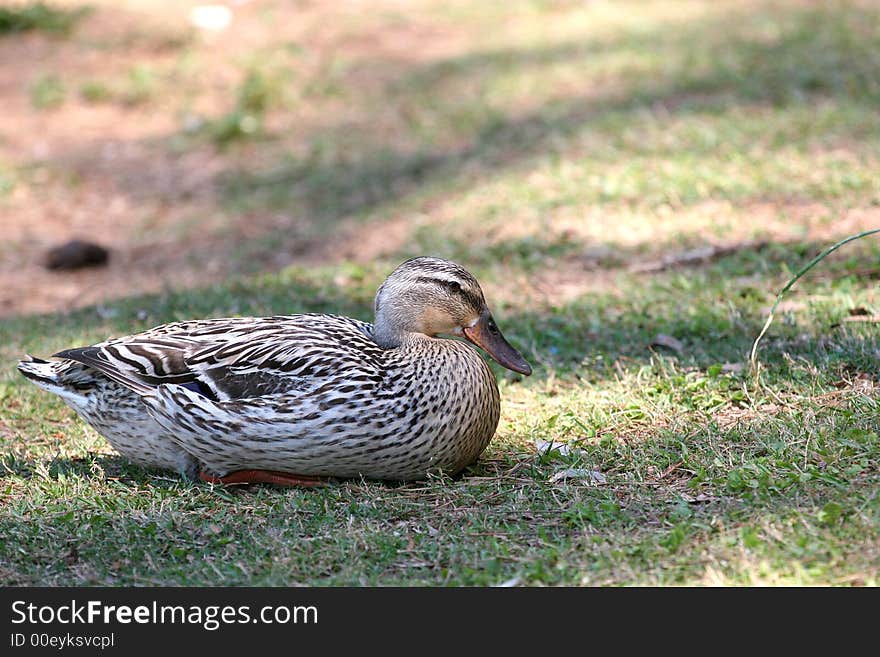 A female mallard duck resting in the shade. A female mallard duck resting in the shade