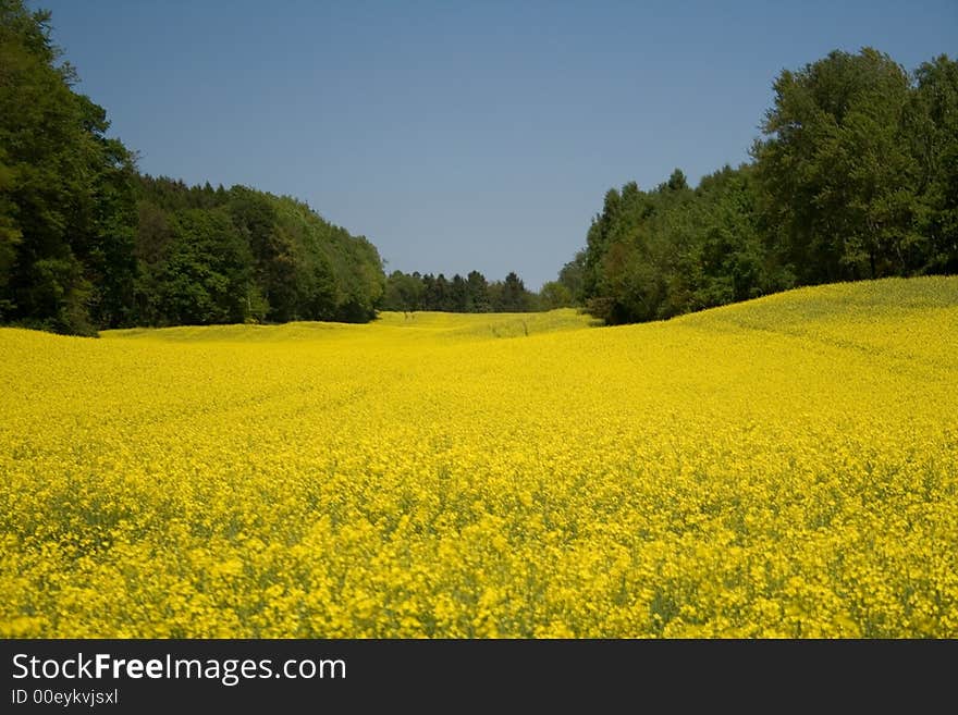 Yellow Field