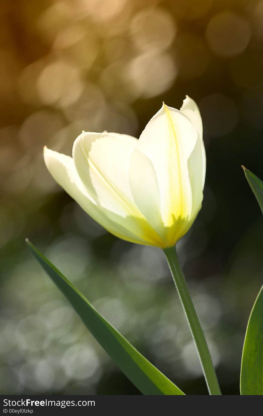 A photo of traditional white tulips in a Scandinavian garden in springtime. A photo of traditional white tulips in a Scandinavian garden in springtime