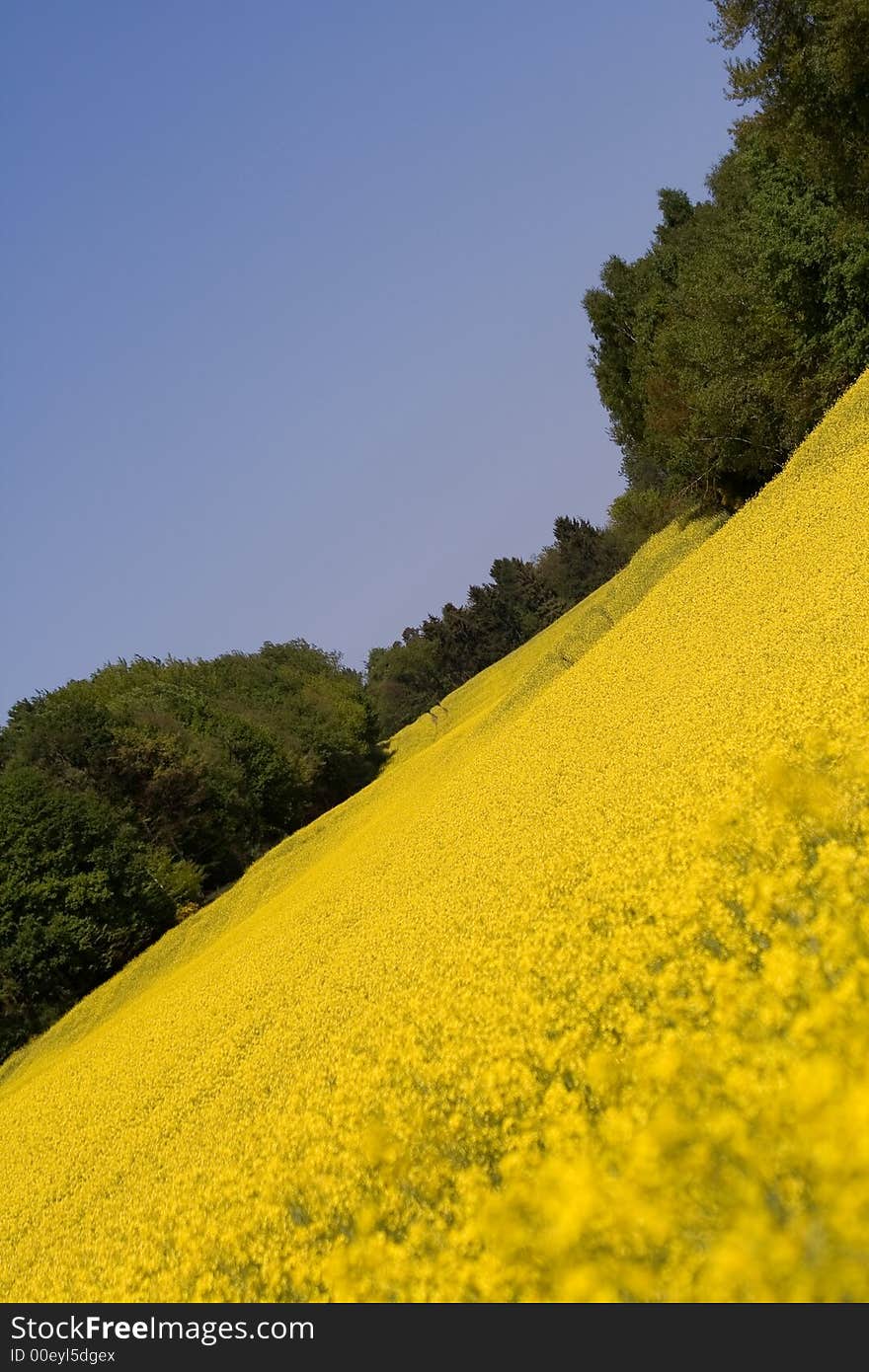 Yellow field