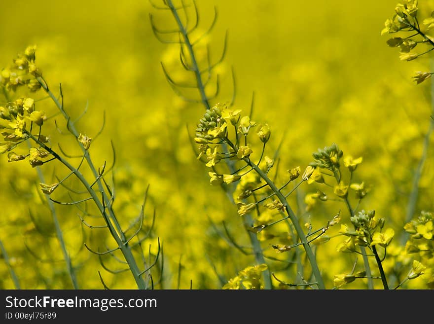 Yellow field