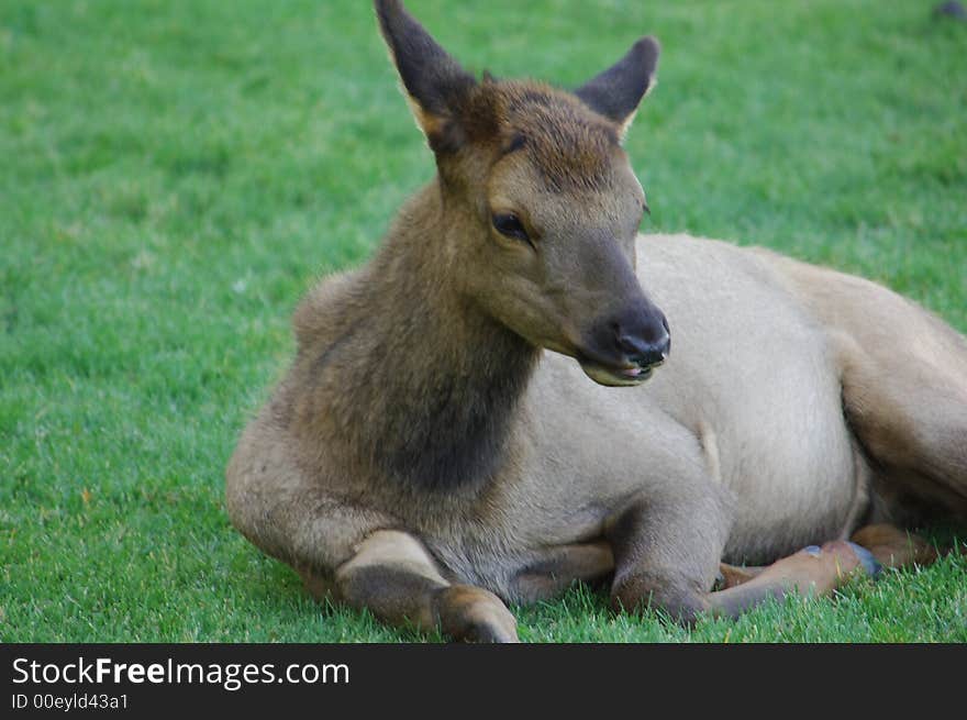 Young Elk on the Grass