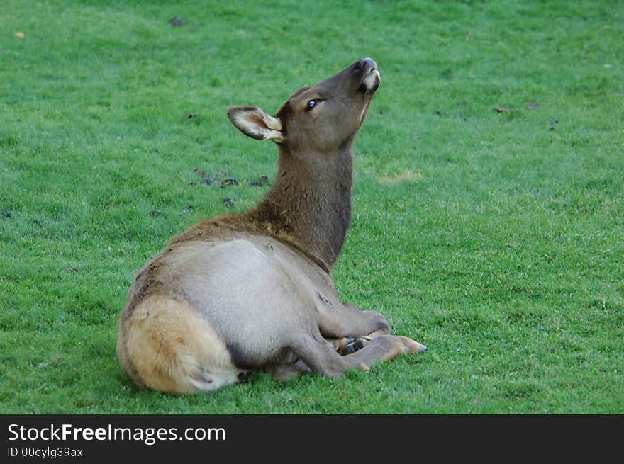 Young Elk on the Grass