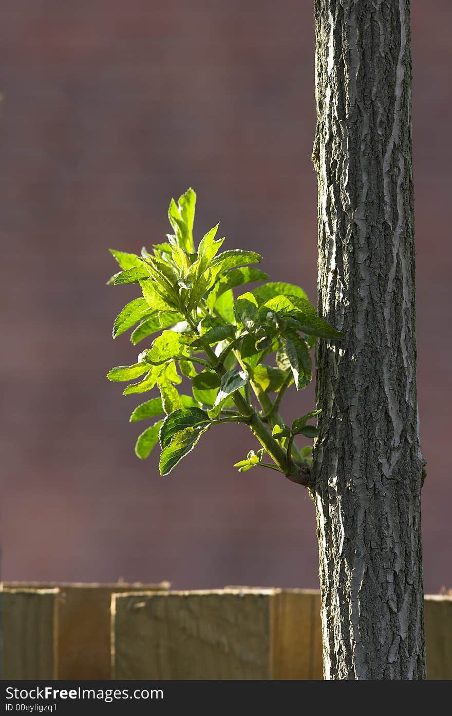 Springtime - Green Leaves