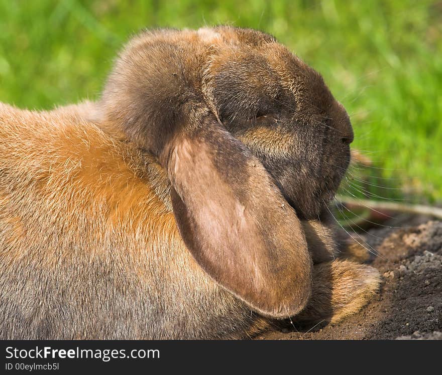 Photo of domesticated rabbit taking a rest in the sunshine