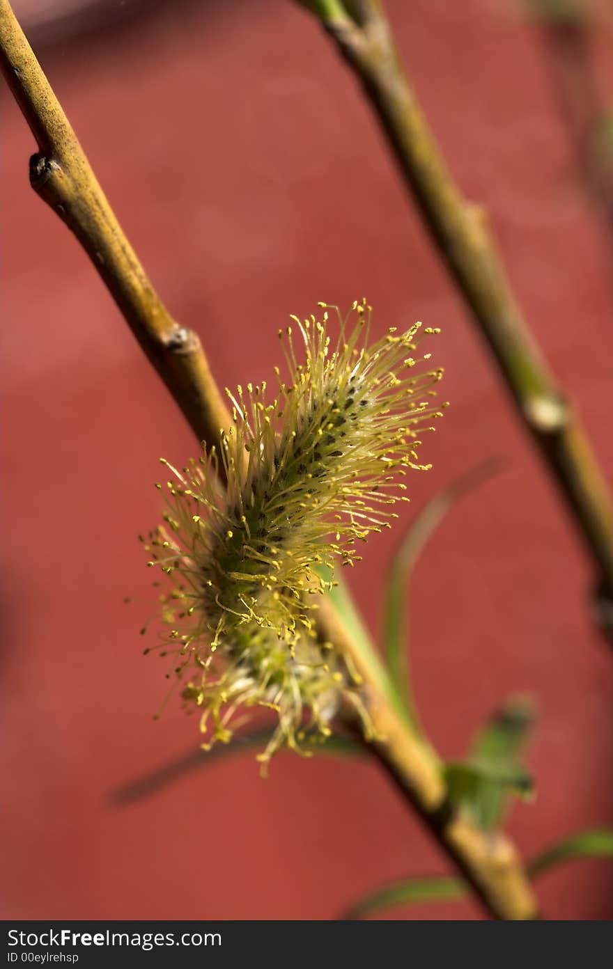 A close up photo of natures small wonders. A close up photo of natures small wonders