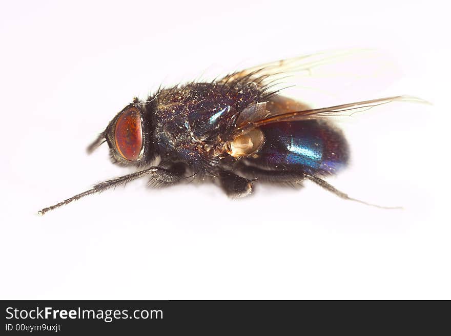 A macro photo of a one-eyed fly