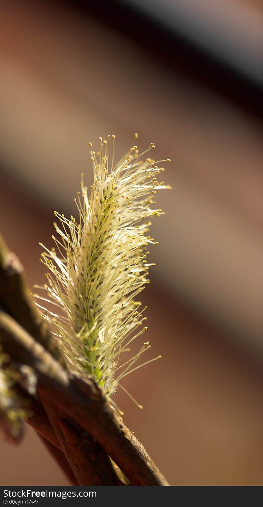 A close up photo of natures small wonders. A close up photo of natures small wonders