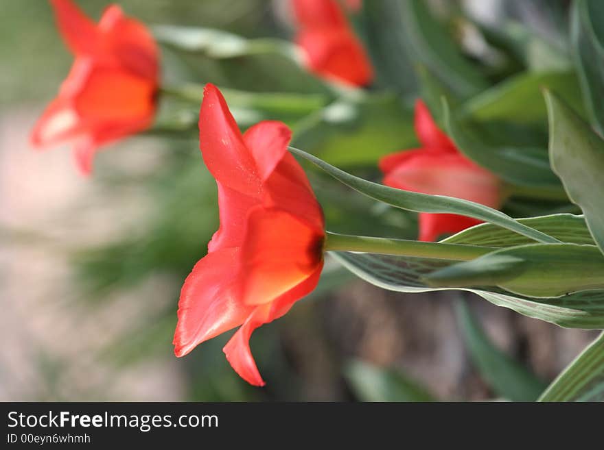 Tulips