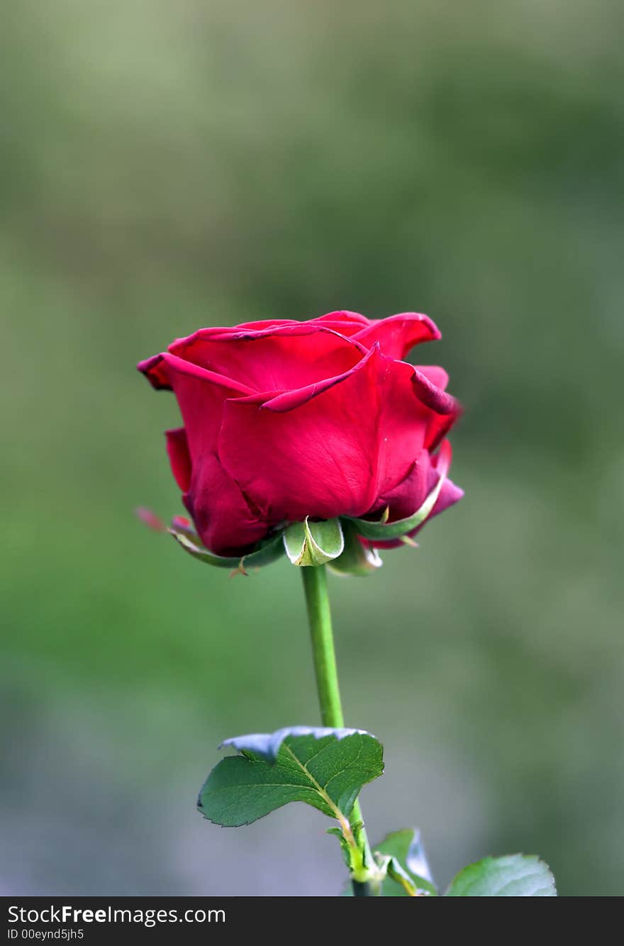 A close up photo of garden rose in natural condition. A close up photo of garden rose in natural condition