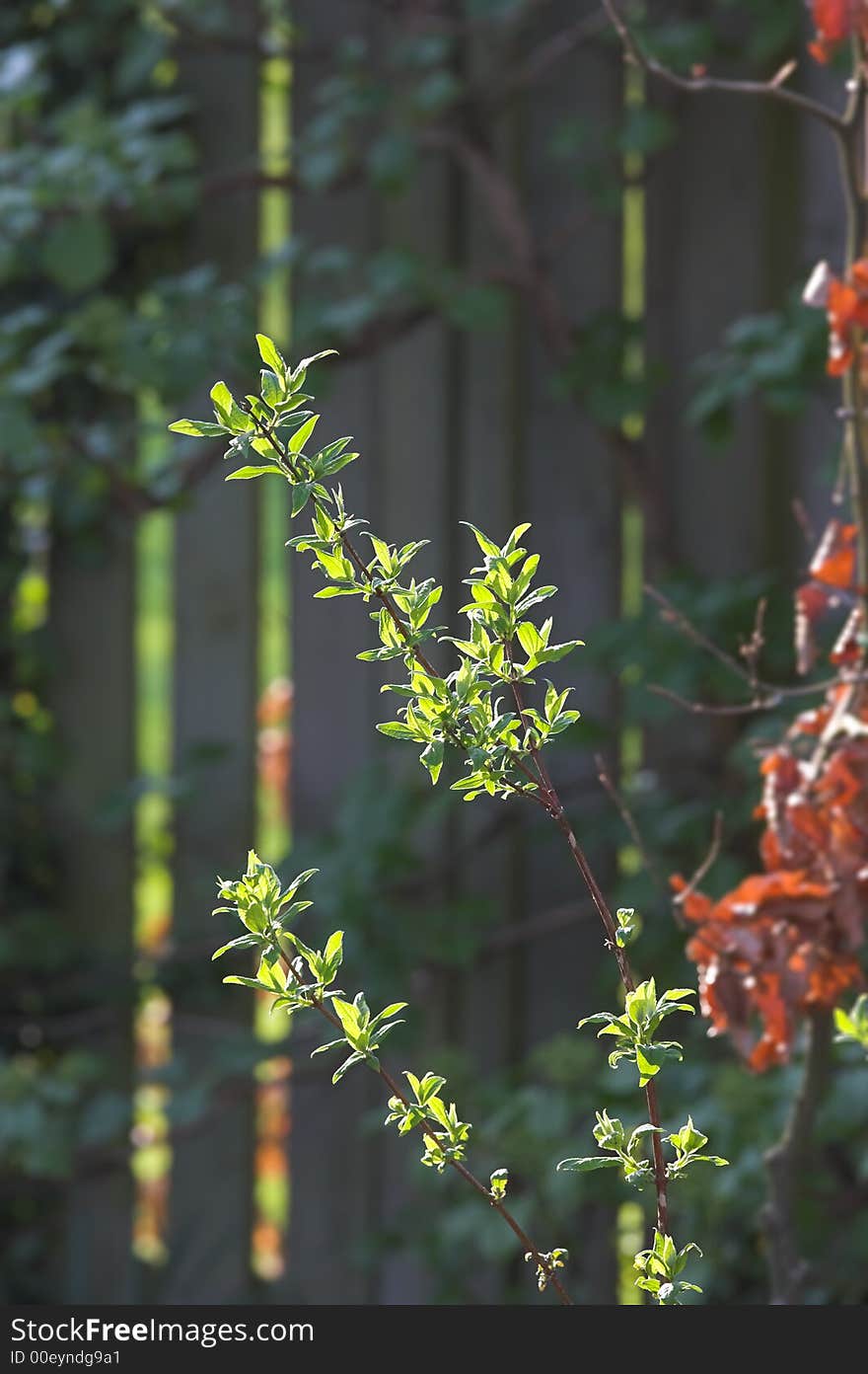 A photo of green leaves in late afternoon sunshine. A photo of green leaves in late afternoon sunshine