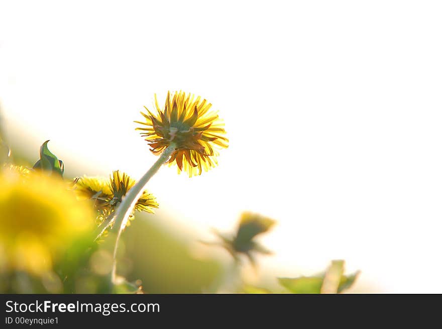 Fresh, spring dandelion blooming and facing to sun. Lots of copy space, ideal for all projects!. Fresh, spring dandelion blooming and facing to sun. Lots of copy space, ideal for all projects!