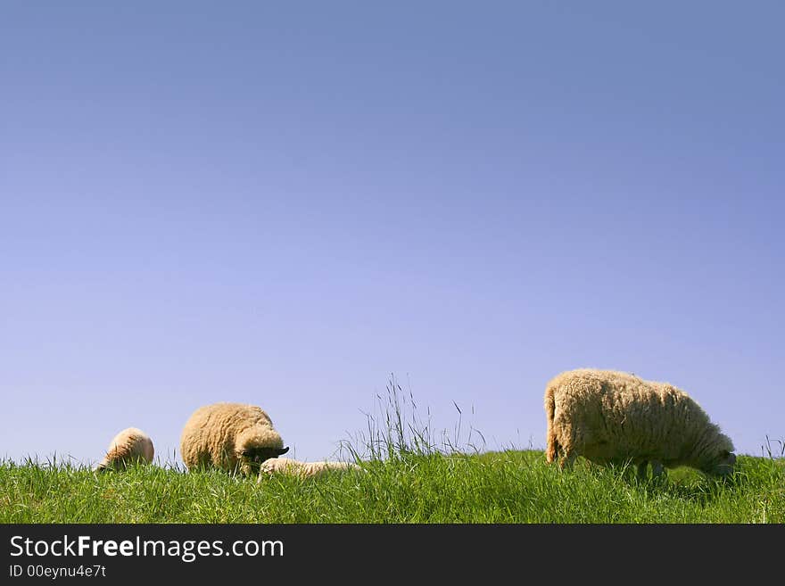 Sheep eating grass on a sunny day in spring time. Sheep eating grass on a sunny day in spring time.