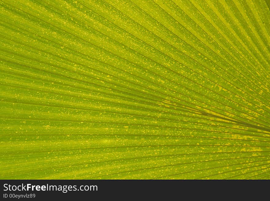 Green Leaf of Tropical Plant. Good Wallpaper. Green Leaf of Tropical Plant. Good Wallpaper