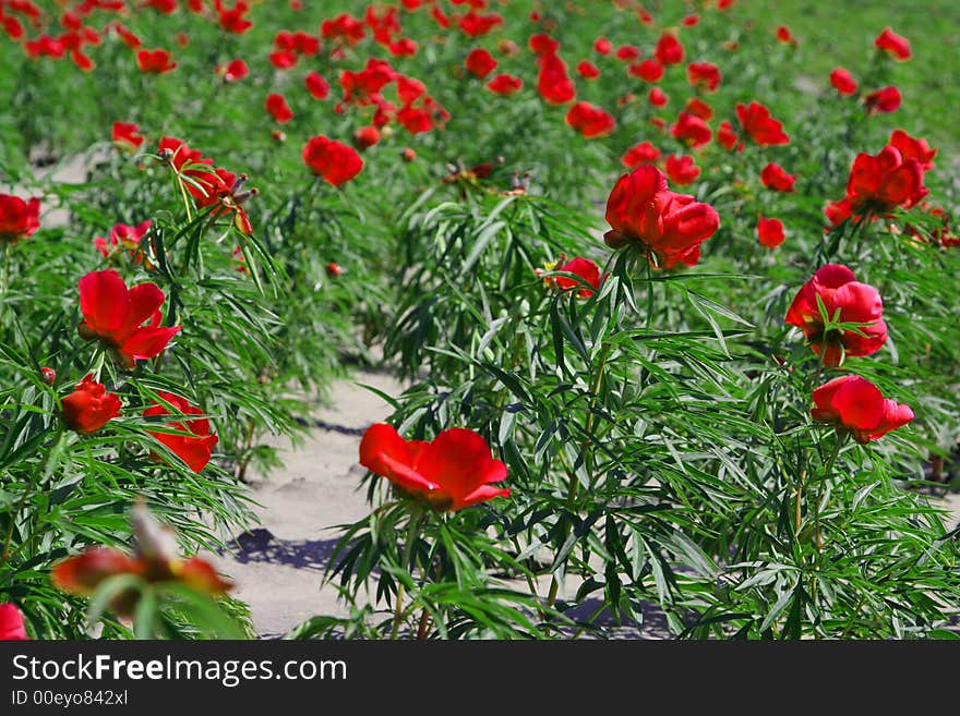 Red Flower Field