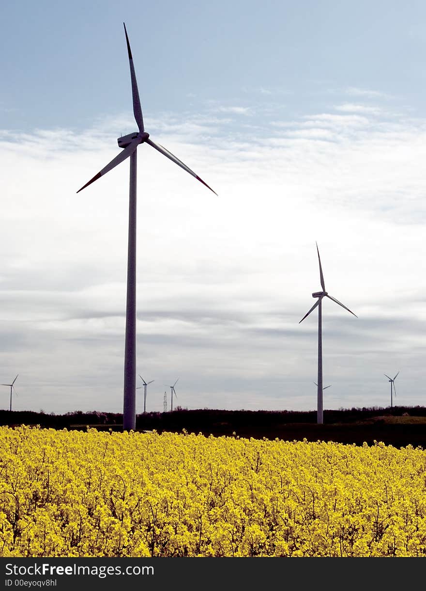 Several wind turbines standing in a field of yellow rape-seed. WIND TURBINES WITH DIFFERENCE ». Several wind turbines standing in a field of yellow rape-seed. WIND TURBINES WITH DIFFERENCE »