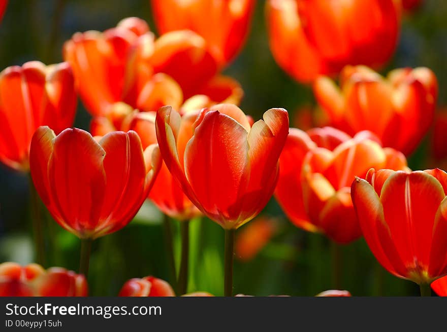 Dutch's tulips in a sunny field