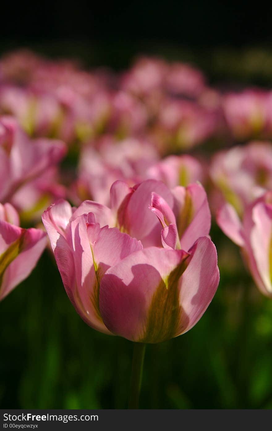 Dutch's tulips in a sunny field