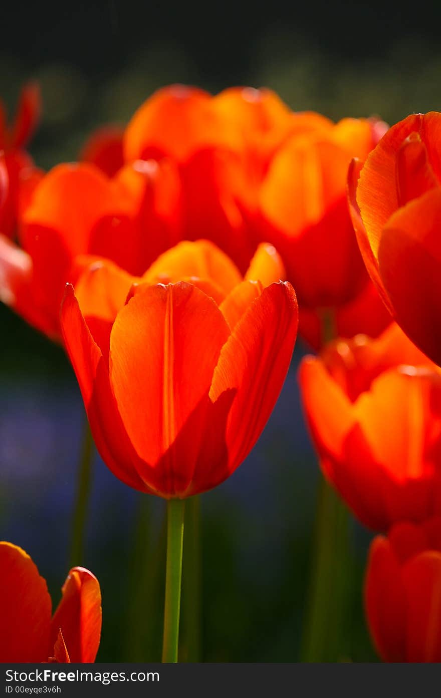 Dutch's tulips in a sunny field