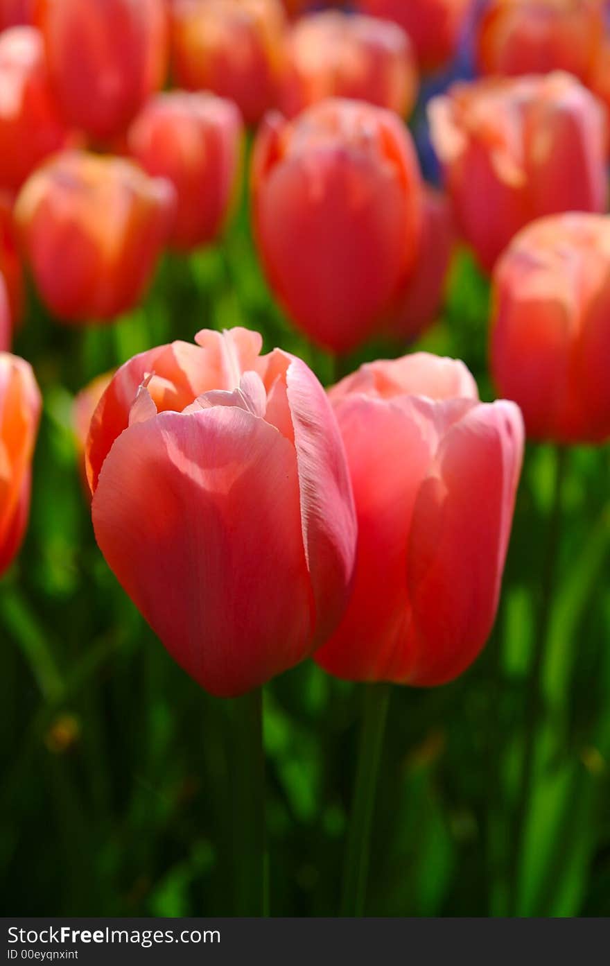 Dutch's tulips in a sunny field