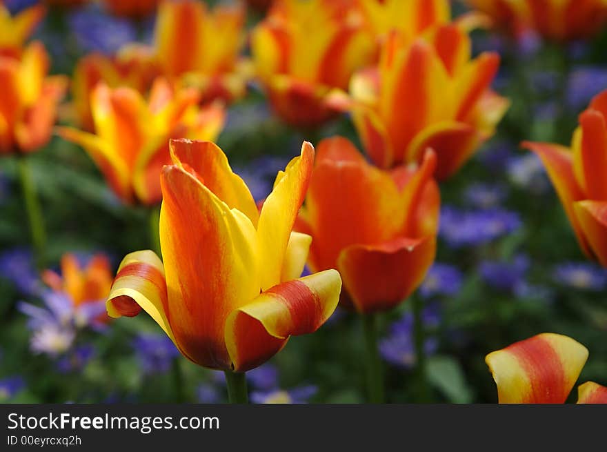 Dutch's tulips in a sunny field