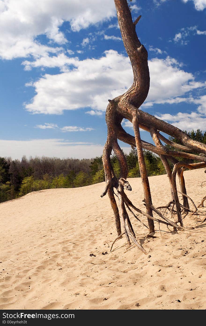 Roots of an old pine tree. Roots of an old pine tree