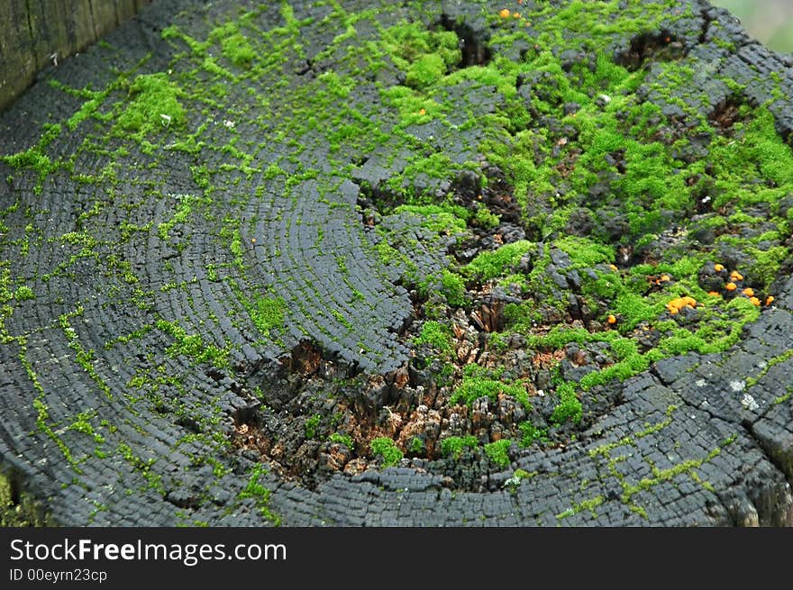 Green moss growing on a tree bark.