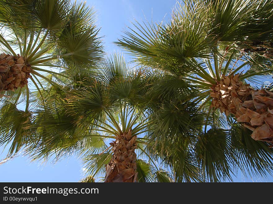 Palm tree canopy