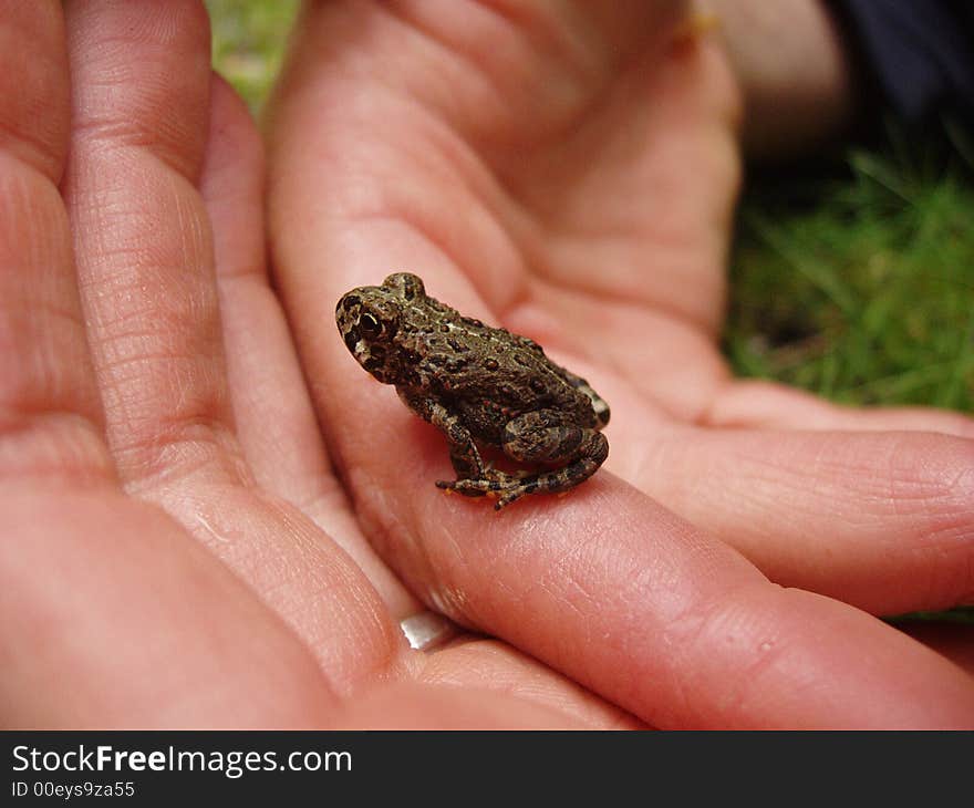 Small speckled frog being softly cradled in human hands. Small speckled frog being softly cradled in human hands