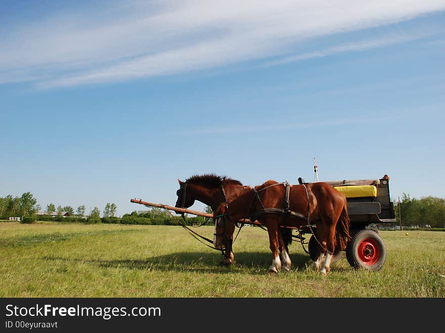 Green field & blue sky - horse carriage with two horses