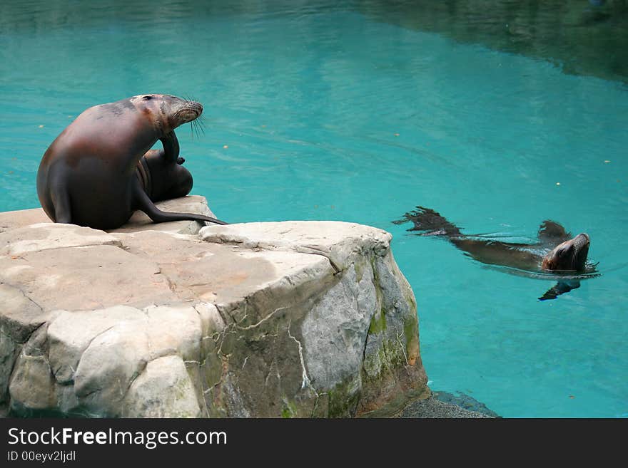 Californian Sea Lion 2