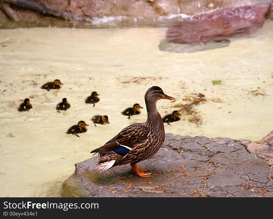 Mallard with its ducklings