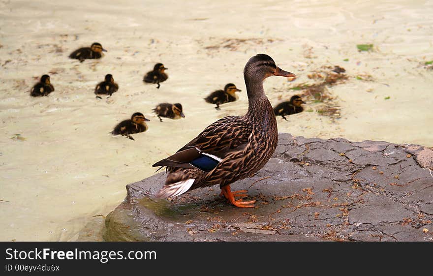 A duck (female mallard) is standing on a rock while its eight ducklings are swimming by in a pool of water. A duck (female mallard) is standing on a rock while its eight ducklings are swimming by in a pool of water.