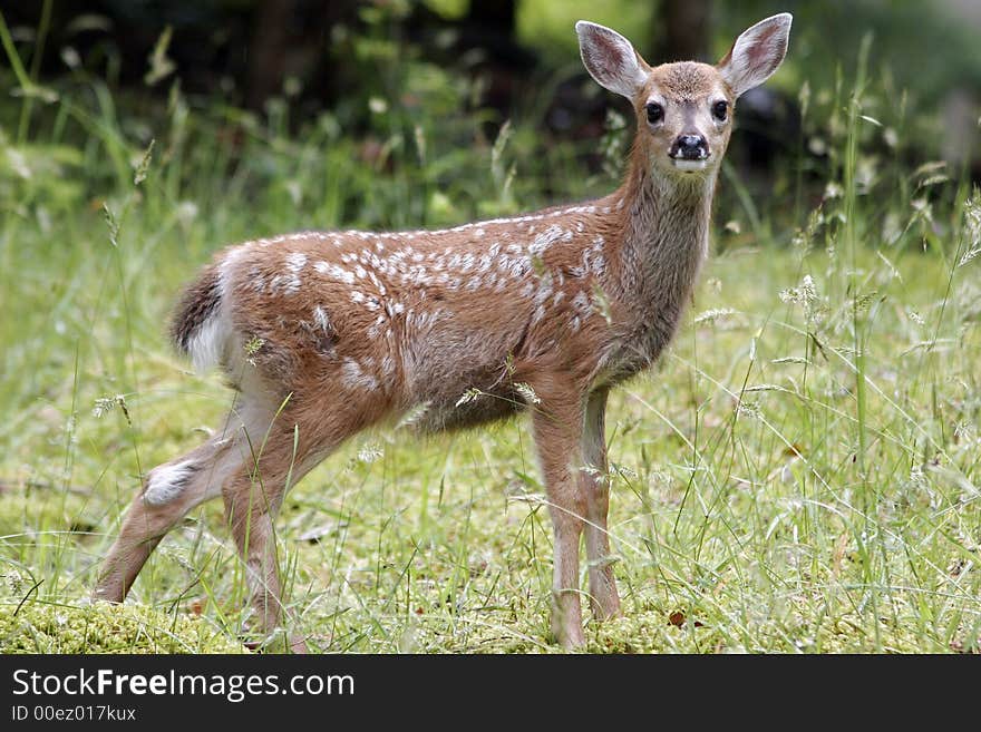 A fawn, still with its white spots and an intense look, poses in long green grass.