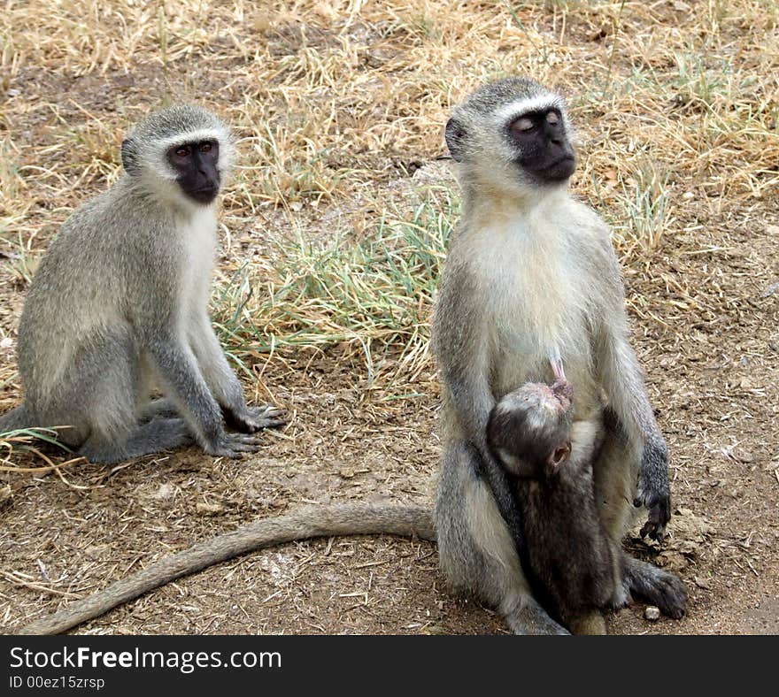 A group of vervet monkeys in Africa