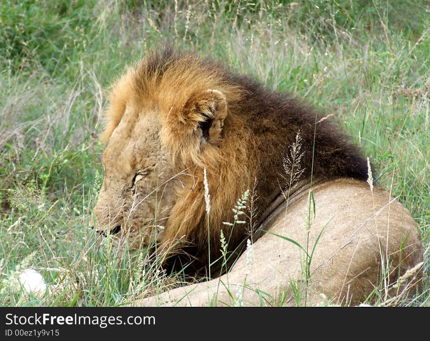 A male lion in a game reserve