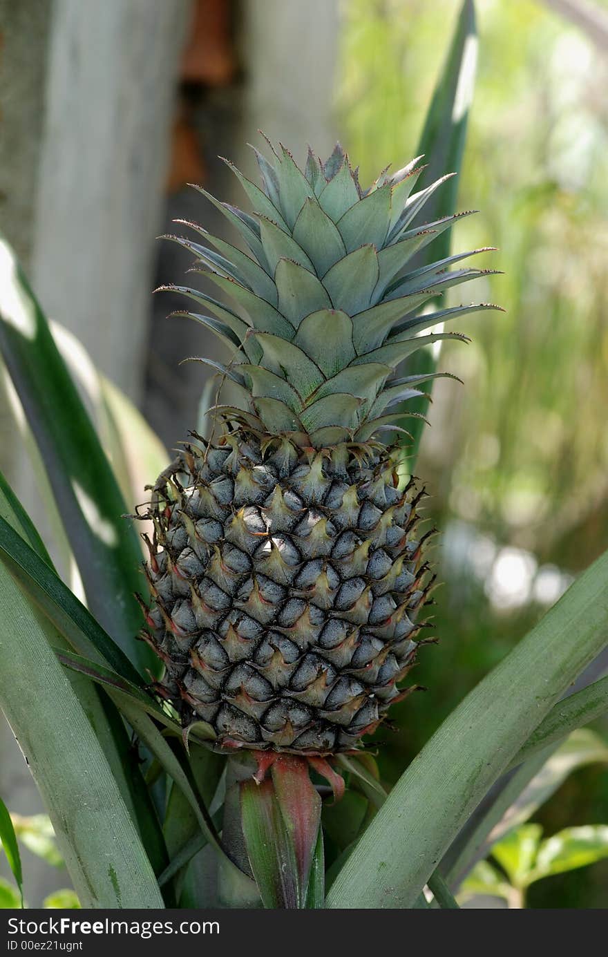 Green pineapple