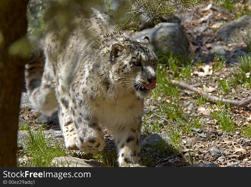 Spotted Snow Leopard