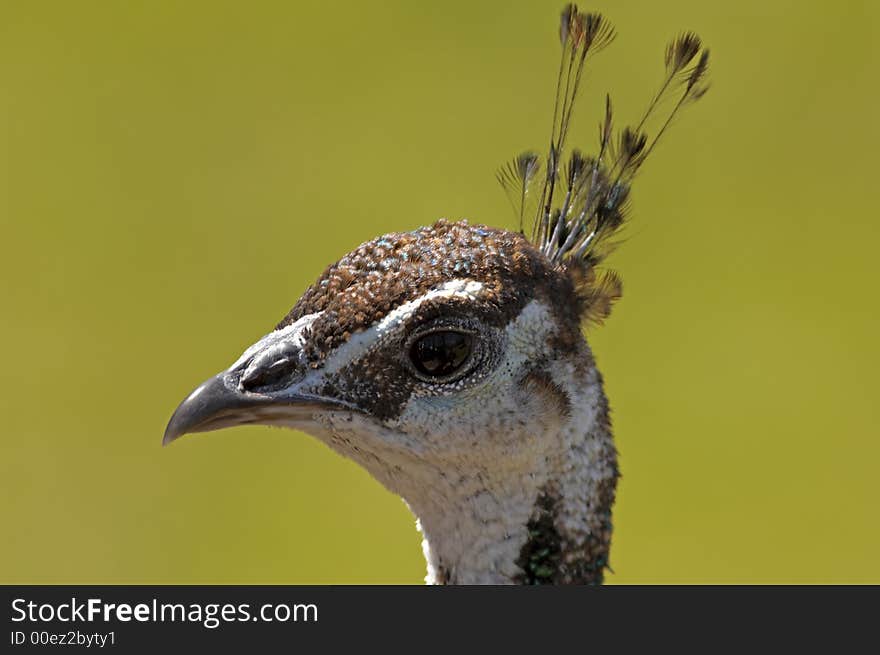 Peacock Profile