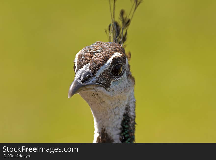 Peacock Up Close