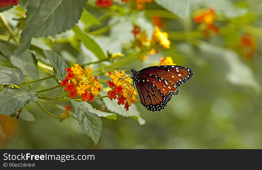 Brown and Black Butterfly