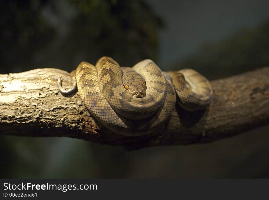 A Viper Snake curled on a tree branch. A Viper Snake curled on a tree branch