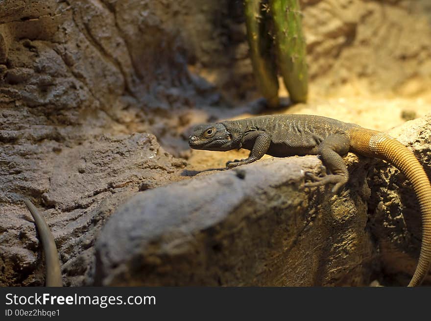 Desert Lizard Blending in with it's environment