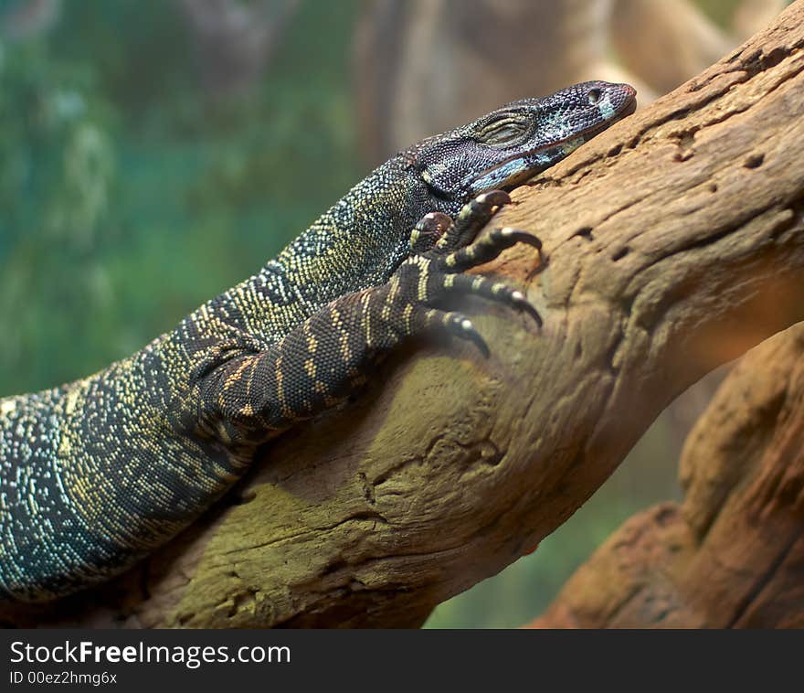 Lizard On Branch