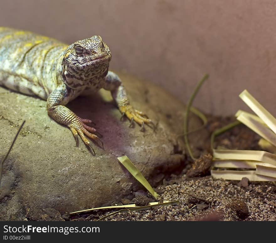 A Lizard Lying on a Bare Rock. A Lizard Lying on a Bare Rock