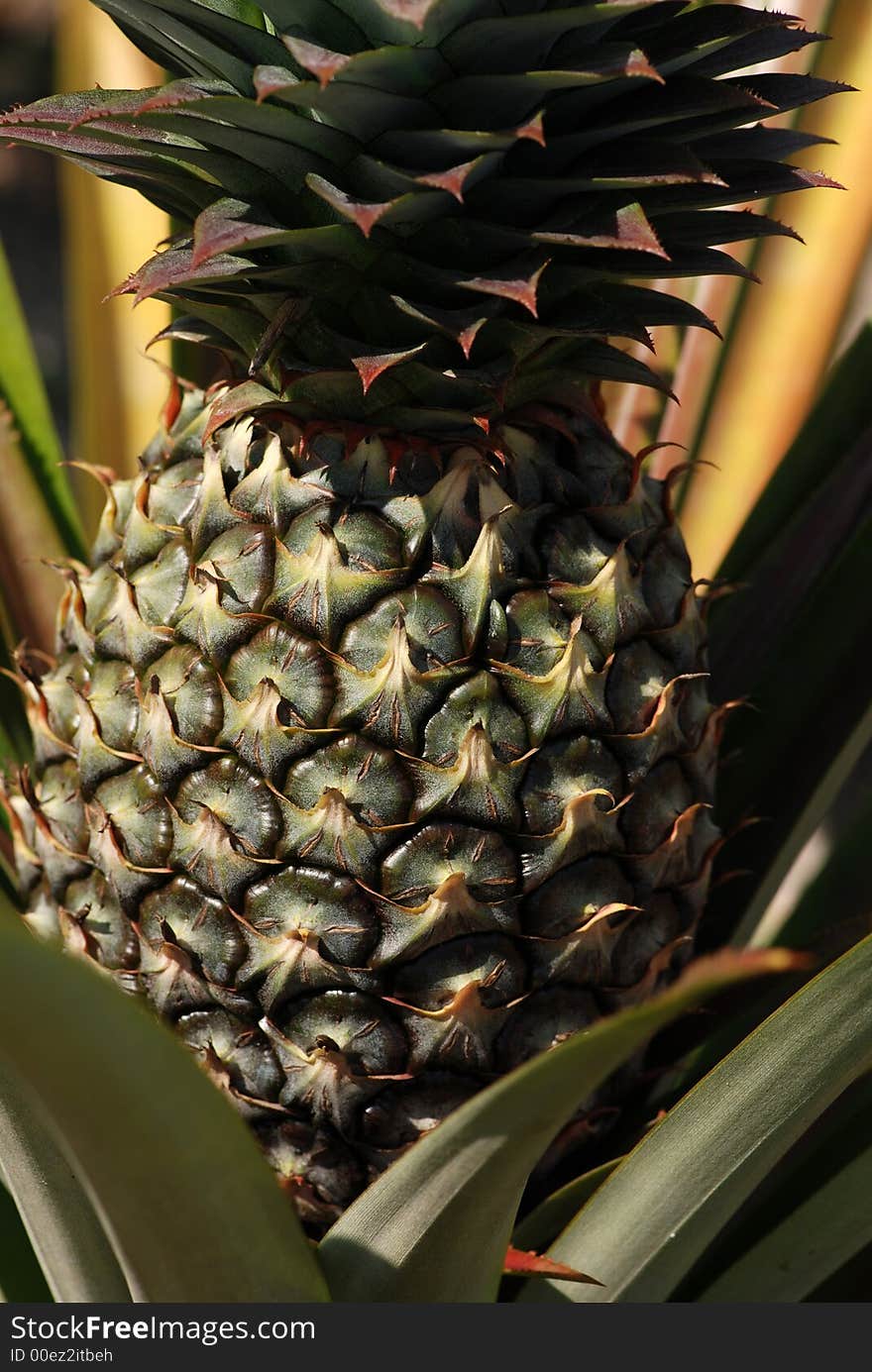 Pine Apple