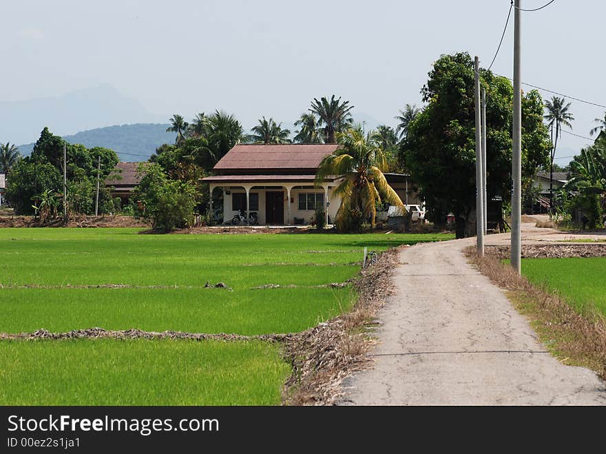 Trees, farm house and paddy fi